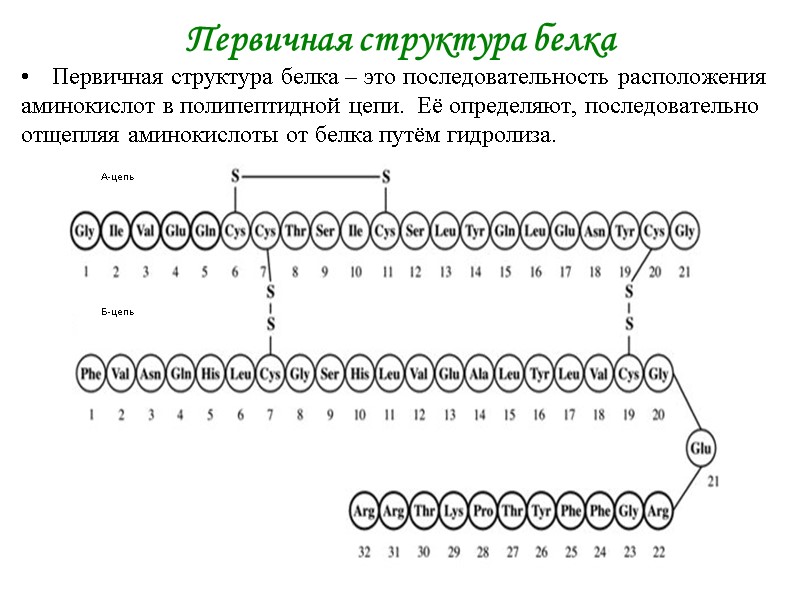 Первичная структура белка Первичная структура белка – это последовательность расположения аминокислот в полипептидной цепи. Первичная структура белка Первичная структура белка – это последовательность расположения аминокислот в полипептидной цепи.